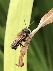 Megachile laticeps