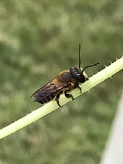 Megachile laticeps