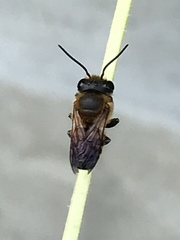 Megachile laticeps