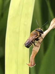 Megachile laticeps
