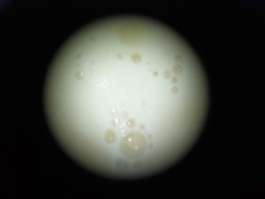 Saccharomyces cerevisiae