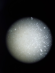 Saccharomyces cerevisiae
