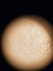 Saccharomyces cerevisiae