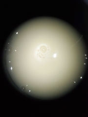 Saccharomyces cerevisiae