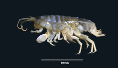Bellorchestia quoyana