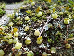Bulbophyllum exiguum
