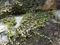 Bulbophyllum exiguum