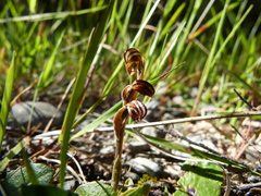 Pterostylis tristis