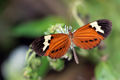 Napeogenes larina