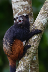 Saguinus weddelli weddelli