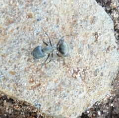Camponotus micans