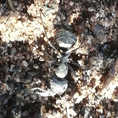 Camponotus micans