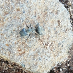 Camponotus micans