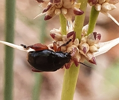 Arsipoda holomelaena