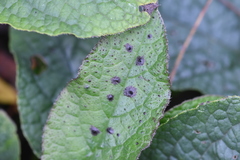 Pucciniastrum symphyti