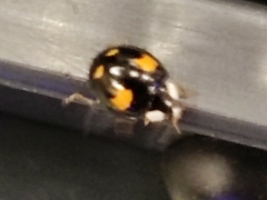 Harmonia axyridis