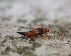 Tachyporus obtusus