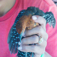 Rallina eurizonoides