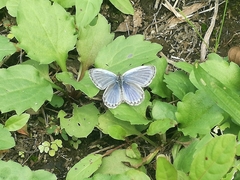 Pseudozizeeria maha