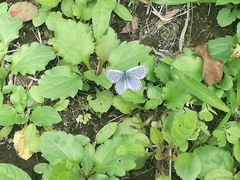 Pseudozizeeria maha