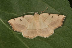 Eilicrinia trinotata