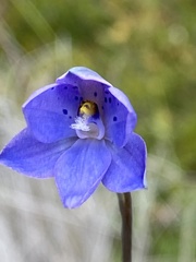 Thelymitra juncifolia