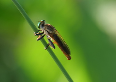 Cophinopoda