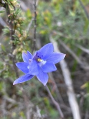 Thelymitra juncifolia