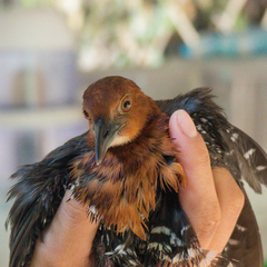 Rallina eurizonoides