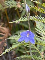 Thelymitra juncifolia