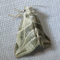 Plagiomimicus tepperi