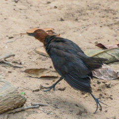 Rallina eurizonoides