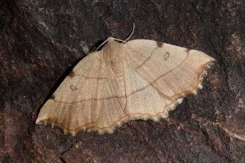 Eilicrinia trinotata