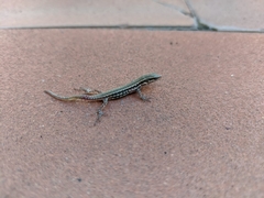 Podarcis muralis