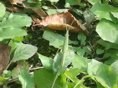 Atractomorpha lata