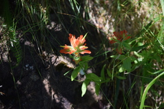 Castilleja litoralis