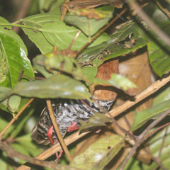 Rallina fasciata