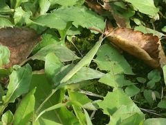 Atractomorpha lata