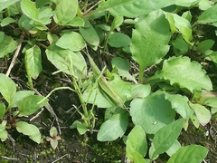 Atractomorpha lata