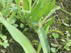 Atractomorpha lata