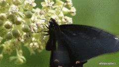 Mimoides thymbraeus aconophos