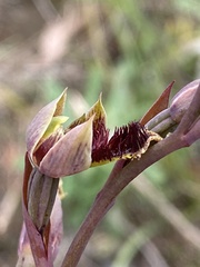 Calochilus robertsonii