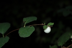 Symphoricarpos albus