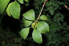 Symphoricarpos albus