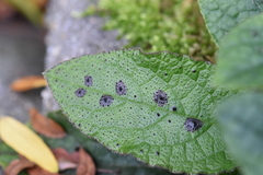 Pucciniastrum symphyti