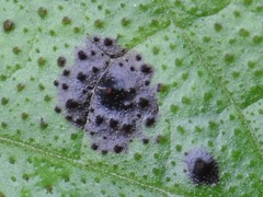 Pucciniastrum symphyti