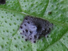 Pucciniastrum symphyti