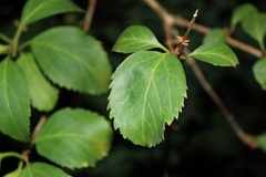 Symphoricarpos albus