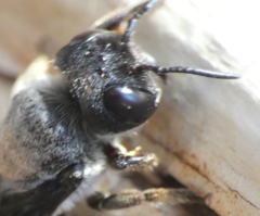 Megachile chrysorrhoea