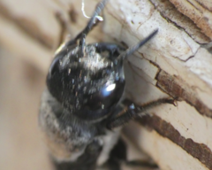 Megachile chrysorrhoea